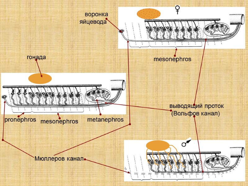 выводящий проток  (Вольфов канал)  Мюллеров канал  metanephros  pronephros  mesonephros